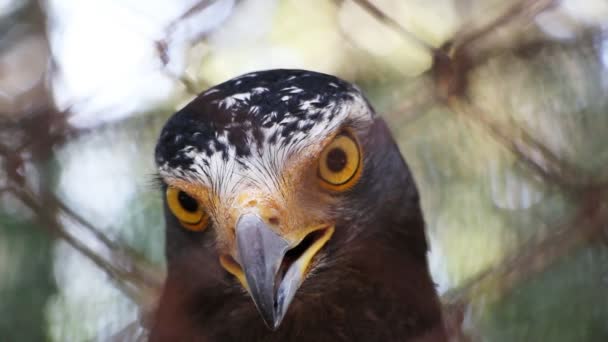 Falcon stående i montern — Stockvideo