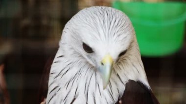 Kel kartal yakın çekim Tayland