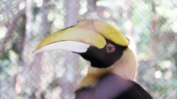 Blick auf Hornvogel tropischer Vogel — Stockvideo