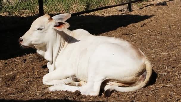 Een mooie, witte, Aziatische koe — Stockvideo
