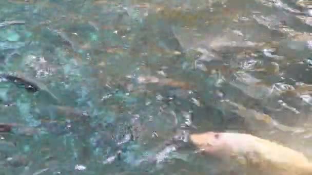 poissons dans l'étang