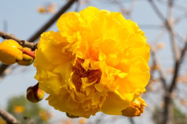 Sarı ipek pamuk çiçek