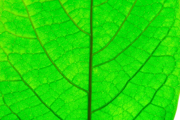 식물의 잎을 닫습니다. — 스톡 사진
