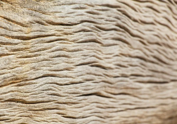 Textura de madera de cerca —  Fotos de Stock