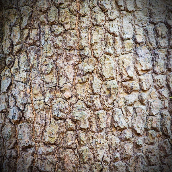 Baumstruktur der Rinde — Stockfoto