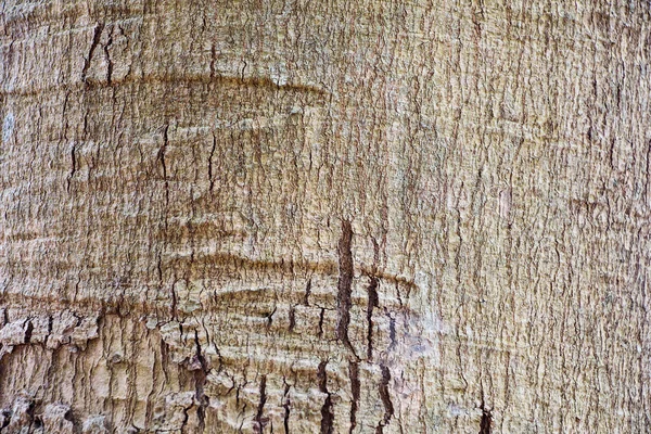 Textura del árbol de corteza — Foto de Stock