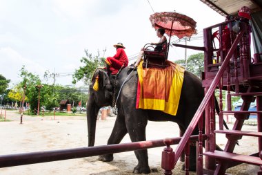 Turistlerle dolu Tayland fili.