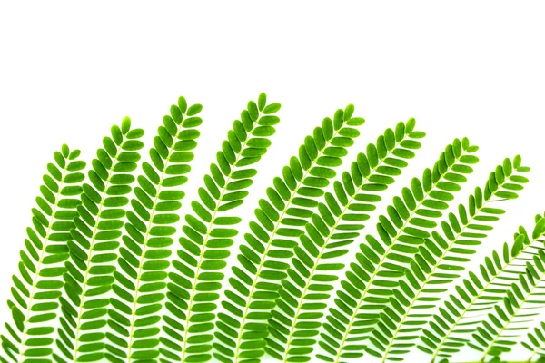 Green Fern Leaves Flora Foliage Concept — ストック写真