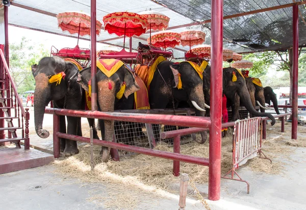 Elefantes Tailandia Viajes —  Fotos de Stock