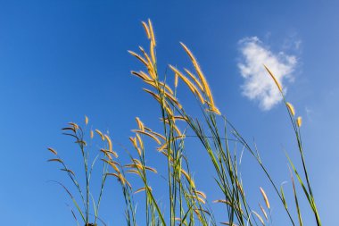 Kır çiçekleri çimen