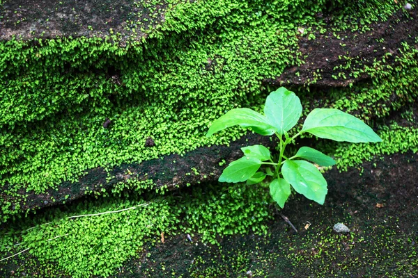 緑の苔に覆われた石 — ストック写真