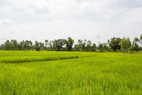 Rice field green grass and blue sky — Stock Photo, Image