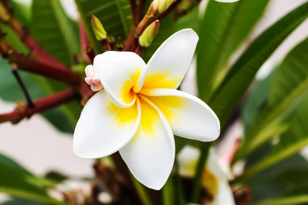 Plumeria nebo keře květiny — Stock fotografie