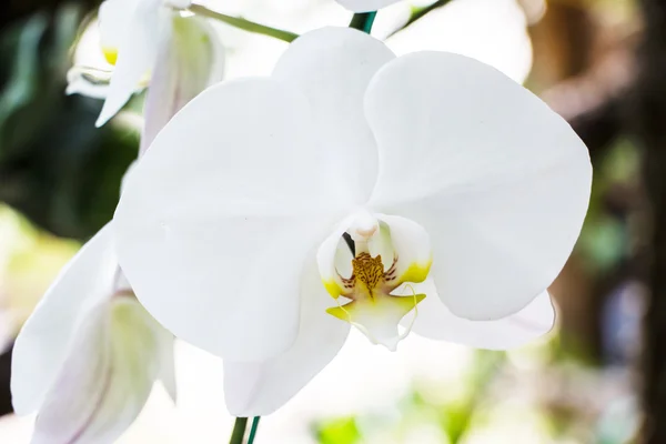 stock image White orchid in the garden