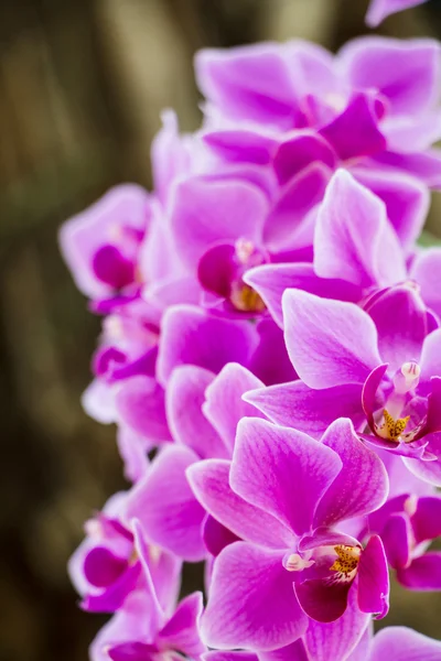 Lila Orchideenblüten im Garten — Stockfoto