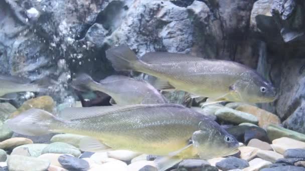 Croaker fish in aquarium, Bungchawak Suphanburi Thailand — Stock Video