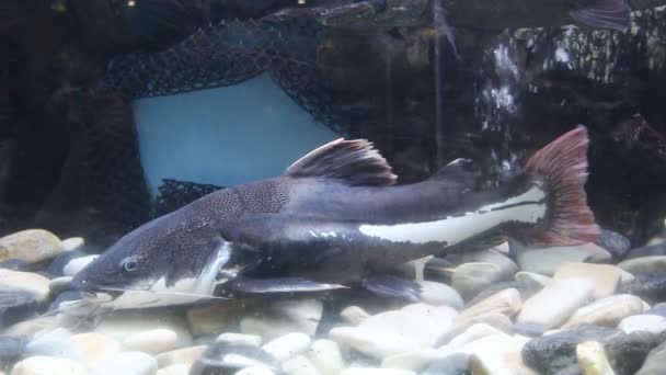 Catfish swims lazily in his aquarium — Stock Video