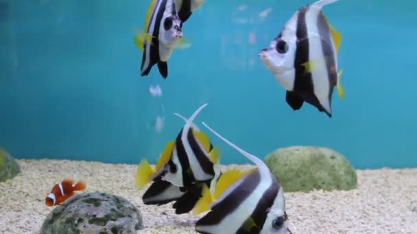 Schöne Bunte Fische Aquarium Nahaufnahme — Stockvideo