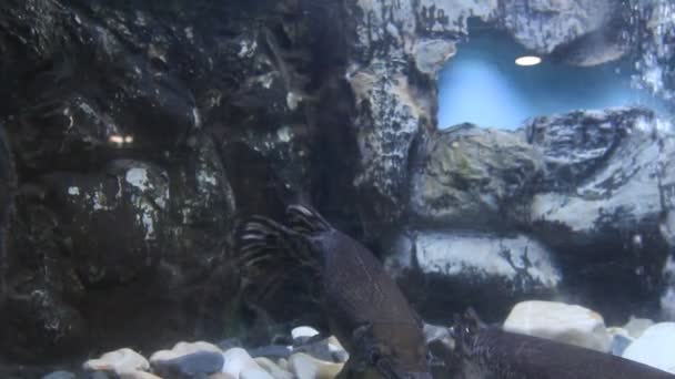 Beau Petit Poisson Dans Aquarium Gros Plan — Video