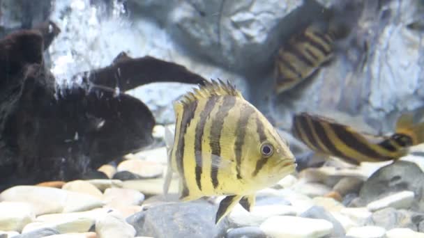 美しい魚ストック動画 ロイヤリティフリー美しい魚動画 Depositphotos