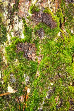 Moss, yoğun olarak bu ağaç kabuğu üzerinde büyür