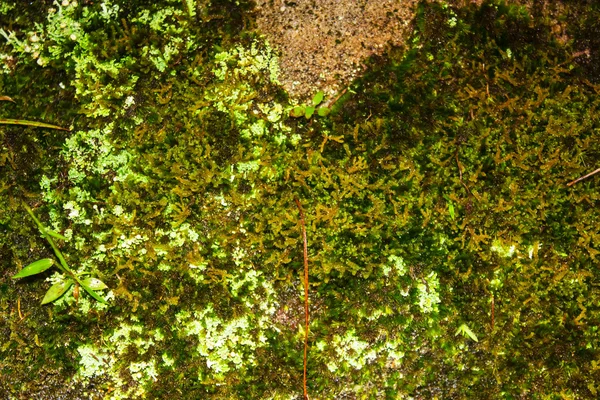 Moss grows heavily on the bark of this tree — Stock Photo, Image