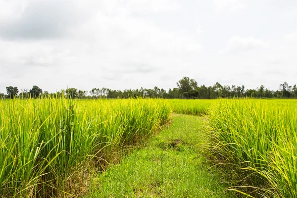 Buja zöld rizs mező és a kék ég, az Ázsia — Stock Fotó