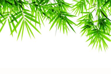 Beyaz arkaplanda izole edilmiş bambu yaprakları