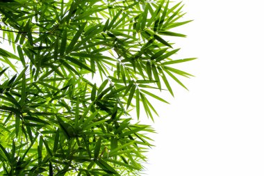 Beyaz arkaplanda izole edilmiş bambu yaprakları