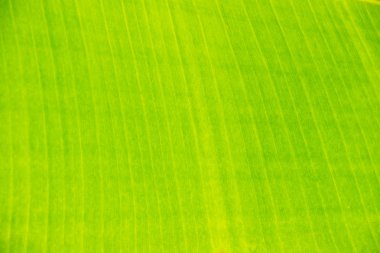 muz yaprağı arka hatları ile