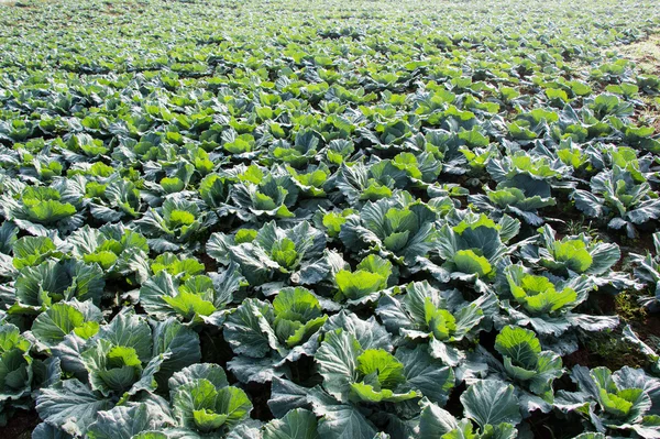 Campo de col, campo de verduras en la montaña, Petchabun, Tailandia —  Fotos de Stock