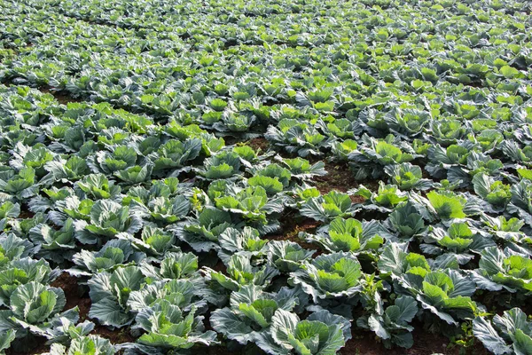 Campo de col, campo de verduras en la montaña, Petchabun, Tailandia —  Fotos de Stock