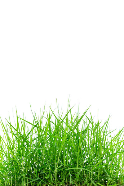 fresh spring green grass isolated on white background