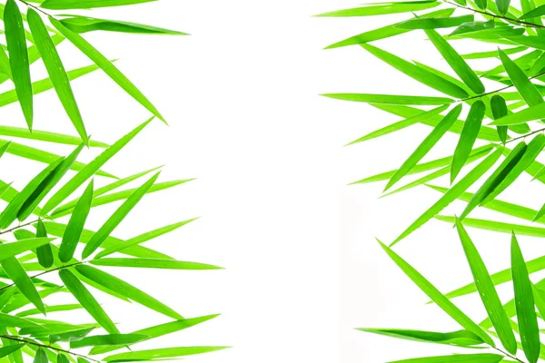 白い背景に緑の竹の葉 — ストック写真