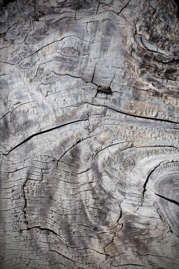 ahşap dokusu grunge arkaplanı