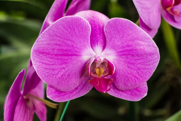 Schöne rosa Orchidee — Stockfoto