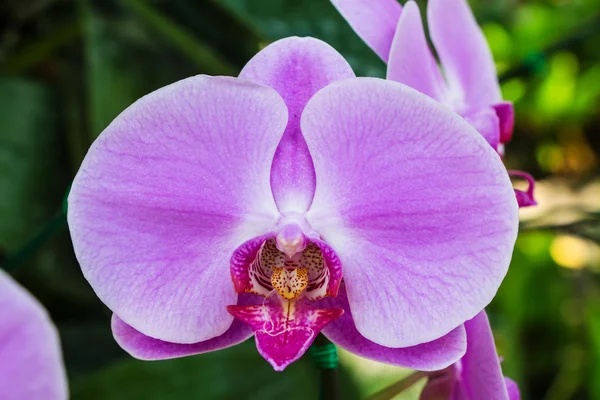 Krásná orchidej pozadí — Stock fotografie