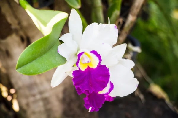 Nahaufnahme der Cattaleya-Orchideenblüte im Blumengarten — Stockfoto