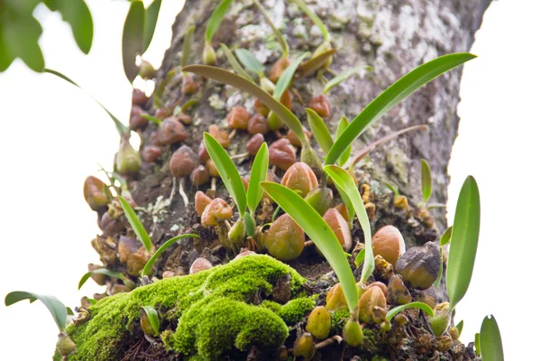 Muschio e orchidea nella foresta pluviale tropicale, Thailandia — Foto Stock