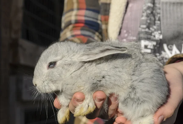 Baby grey rabbit — Stock Photo, Image