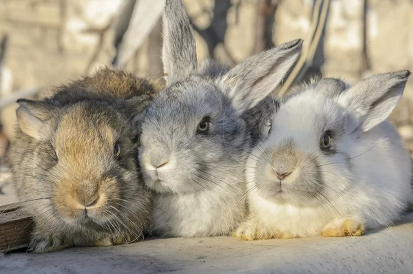 Three little rabbits — Stock Photo, Image