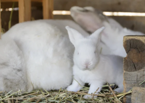 Beyaz bebek tavşan - Stok İmaj