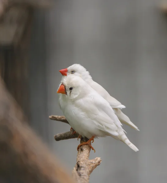 Weiße amadina — Stockfoto