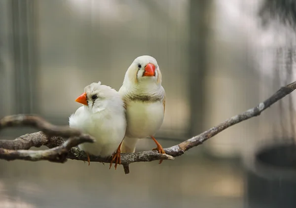 Weiße amadina — Stockfoto