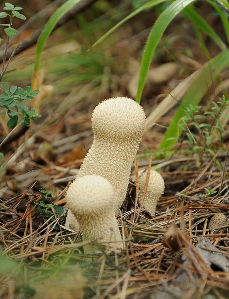 Kurtmantarı - lycoperdon perlatum — Stok fotoğraf