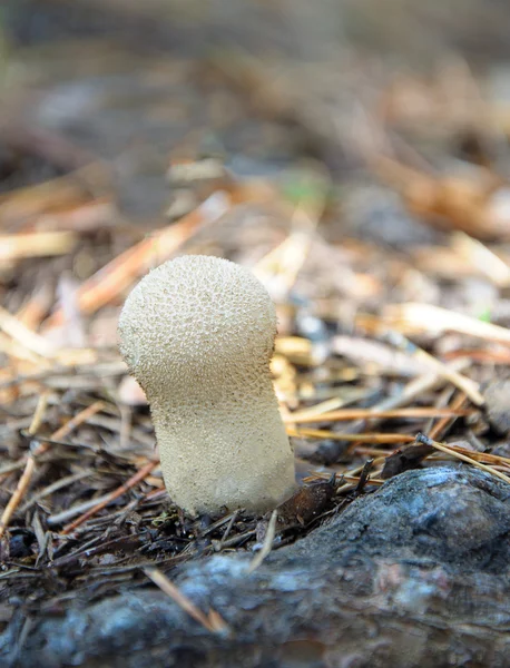 Röksvamp - lycoperdon perlatum — Stockfoto