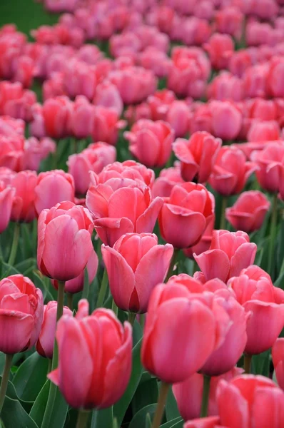 Beautiful tulips field in — Stock Photo, Image