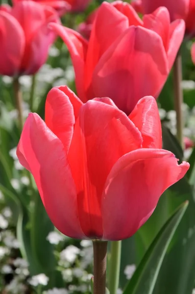 A tulipánok közelsége — Stock Fotó