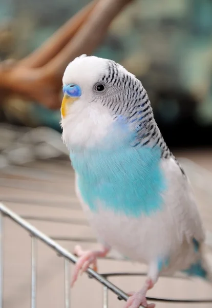 Budgerigar — Stock Photo, Image