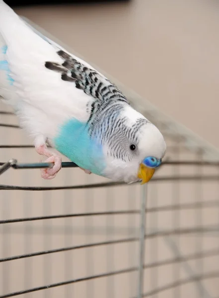 Budgerigar — Stock Photo, Image